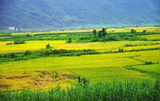 禾下乘涼夢(mèng)，倉(cāng)廩實(shí)而知榮光 14億中國(guó)人的糧食安全密碼